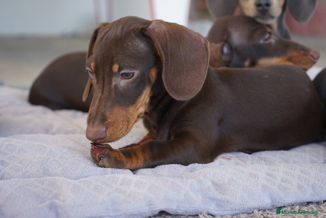 Teckel Miniatura perros en venta: 🍫 Dúo chocolate: Cacao y Bongo 🐾 - Imagen 2