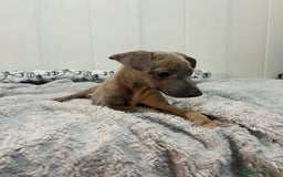 Pequeño Lebrel Italiano perros en venta: Piccolo italiano  - Imagen 3
