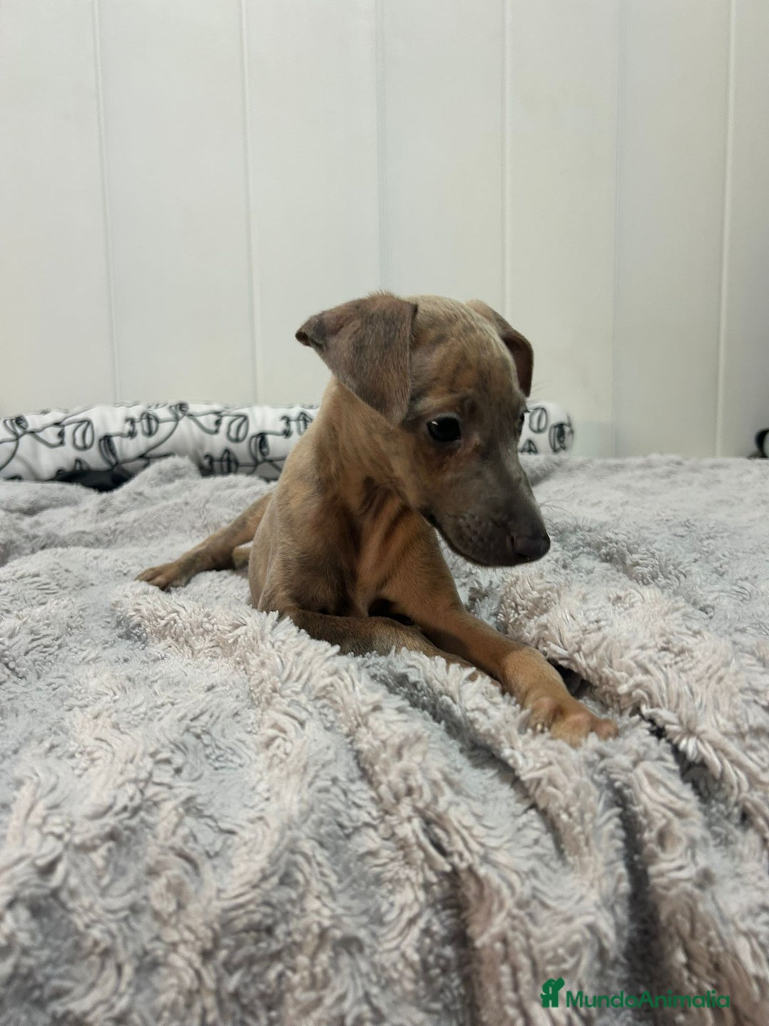 Pequeño Lebrel Italiano perros en venta: Piccolo italiano  - Imagen 3