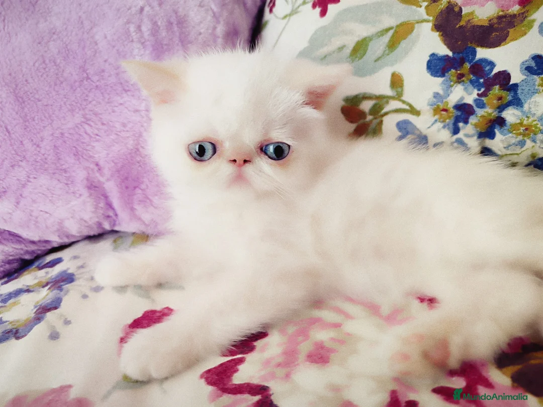 Himalayo gatos en venta: Espectacular macho Himalayo en Madrid - Anuncio 2