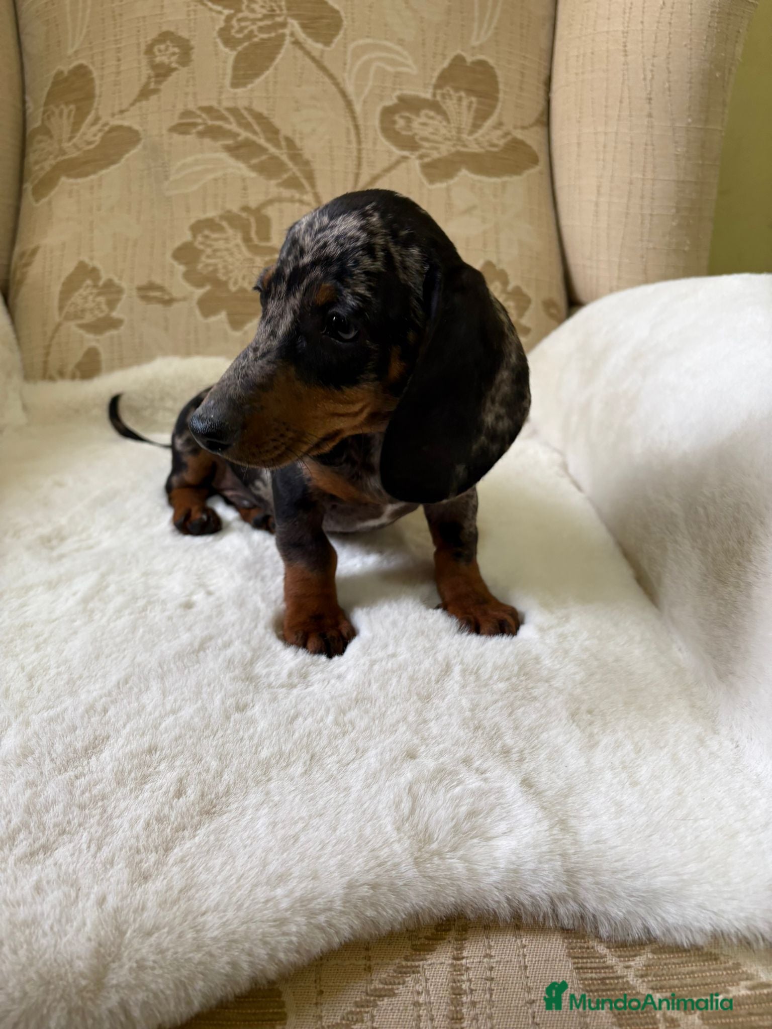 Teckel Miniatura perros cachorro de teckel miniatura arlequín Merle plata  - Anuncio 3