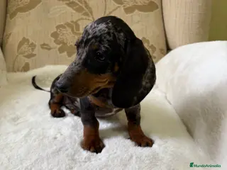 Teckel Miniatura perros cachorro de teckel miniatura arlequín Merle plata - Anuncio 6