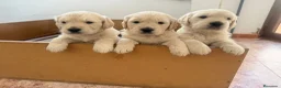 Golden Retriever perros en venta: Oferta Golden pedigree - Anuncio 1