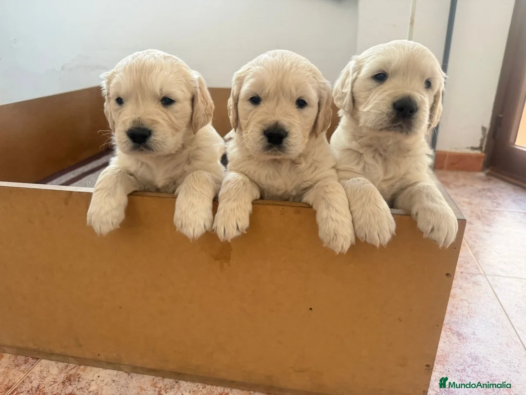 Golden Retriever perros en venta: Oferta Golden pedigree - Anuncio 1
