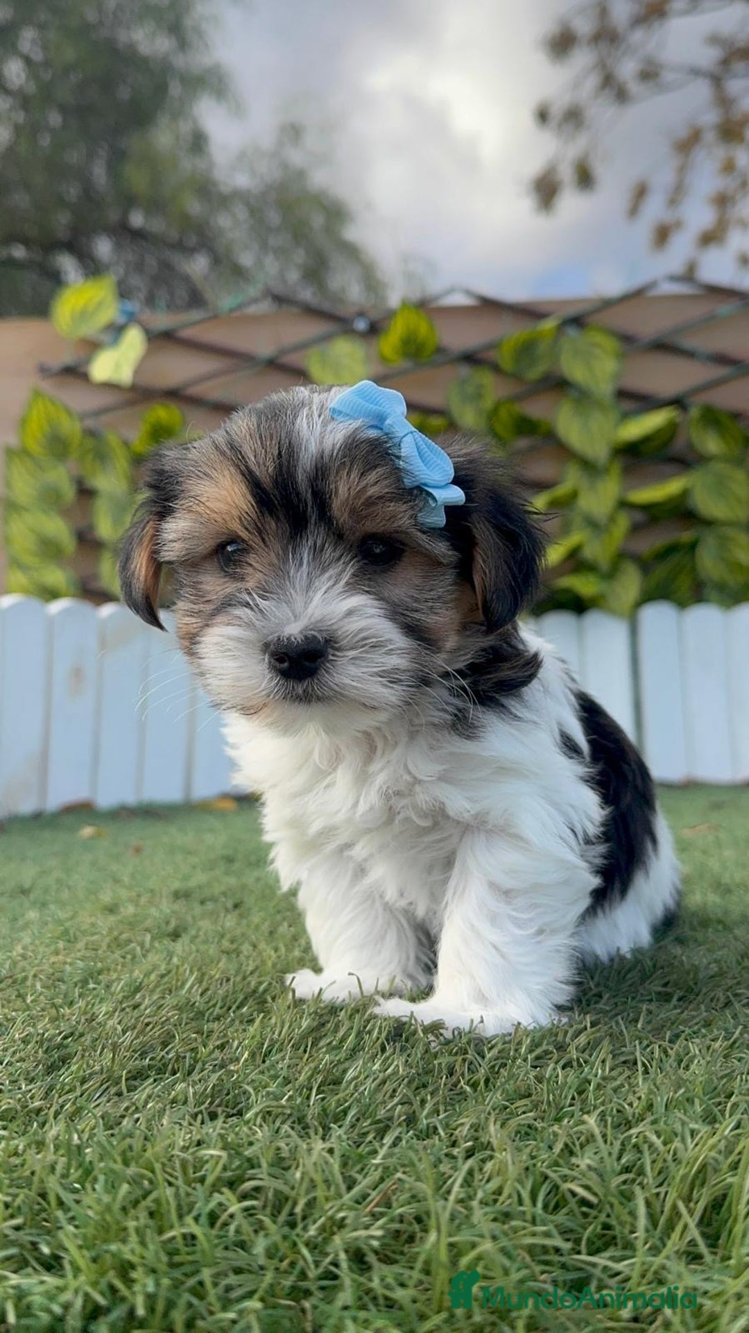 Yorkshire Terrier perros en venta: YORKSHIRE BIEWER - Anuncio 11