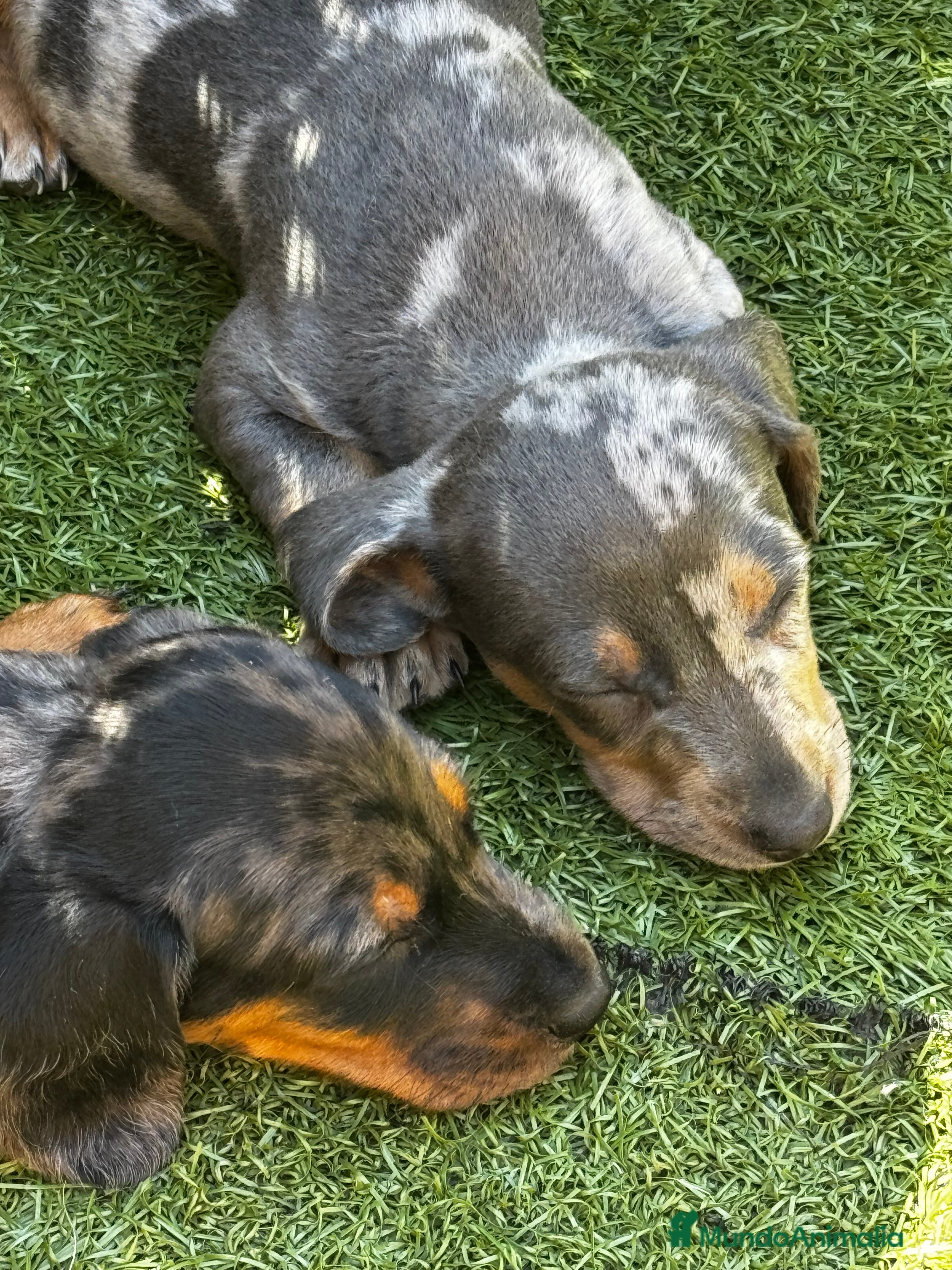 Teckel Miniatura perros Teckel mni en Illes Balears - Anuncio 2