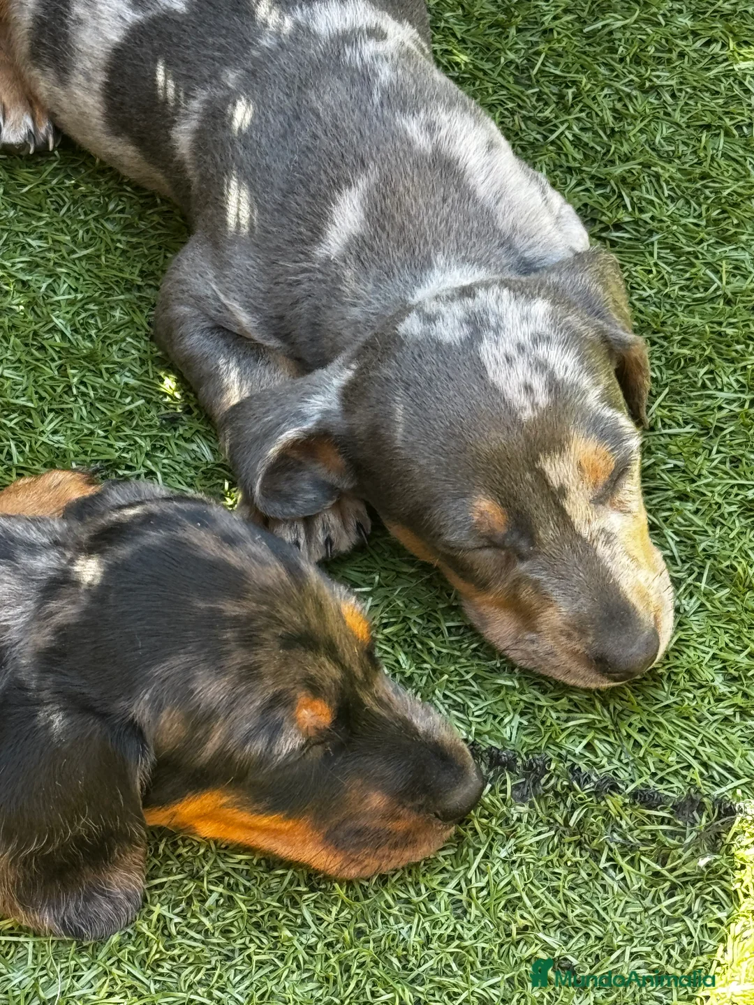 Teckel Miniatura perros en venta: Teckel mni en Illes Balears - Anuncio 2