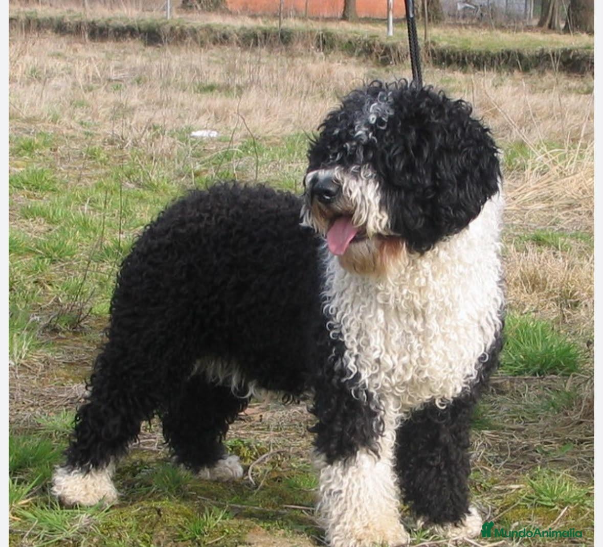 Perro de Agua Español perros Perro de agua Español - Anuncio 2