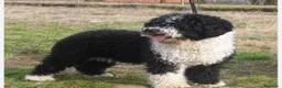 Perro de Agua Español perros en venta: Perro de agua Español - Anuncio 1