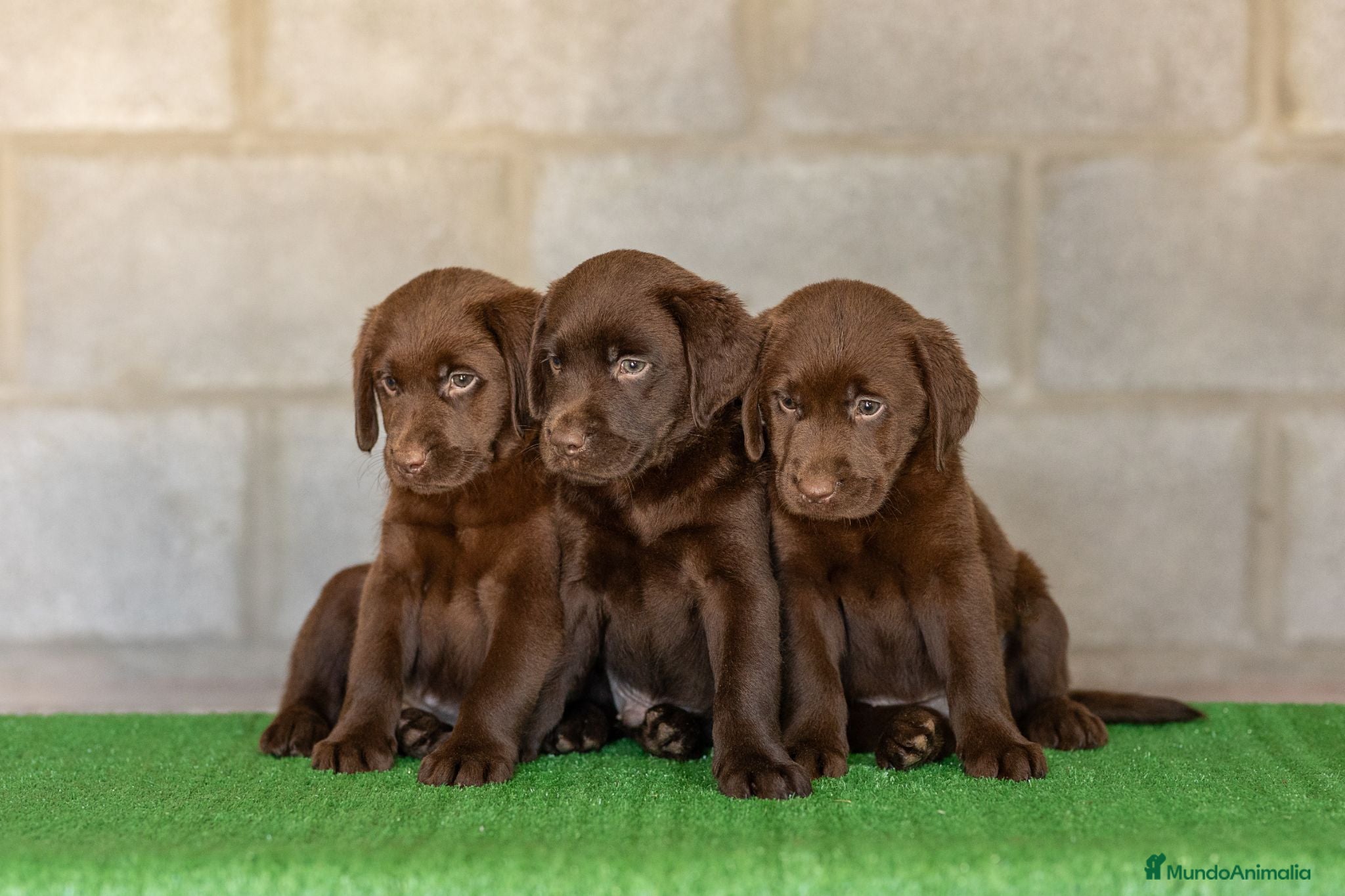 Labrador Retriever perros LABRADOR CHOCOLATE DISPONIBLE - Anuncio 1