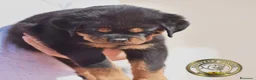 Rottweiler perros en venta: Cachorros Rottweiler  en Málaga - Anuncio 3