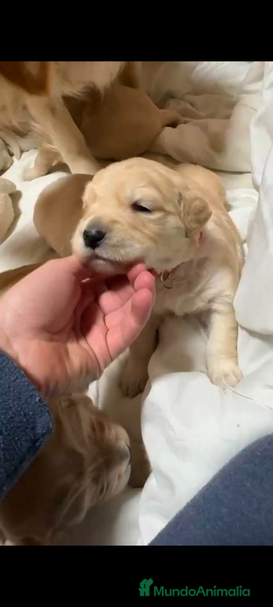 Golden Retriever perros Espectacular golden retriever  - Anuncio 1