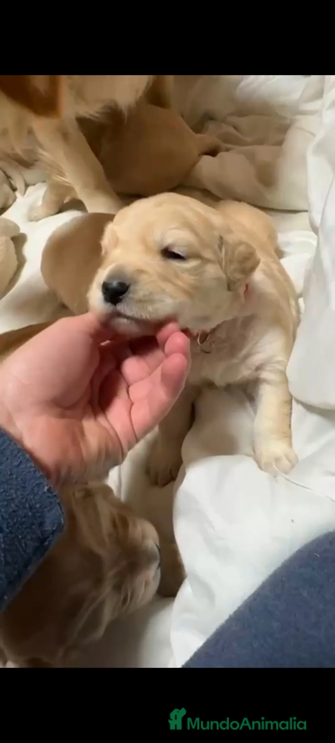 Golden Retriever perros en venta: Espectacular golden retriever  - Anuncio 1