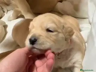 Golden Retriever perros Espectacular golden retriever - Anuncio 1