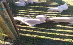 Golden Retriever perros en venta: Golden retriever - Imagen 7