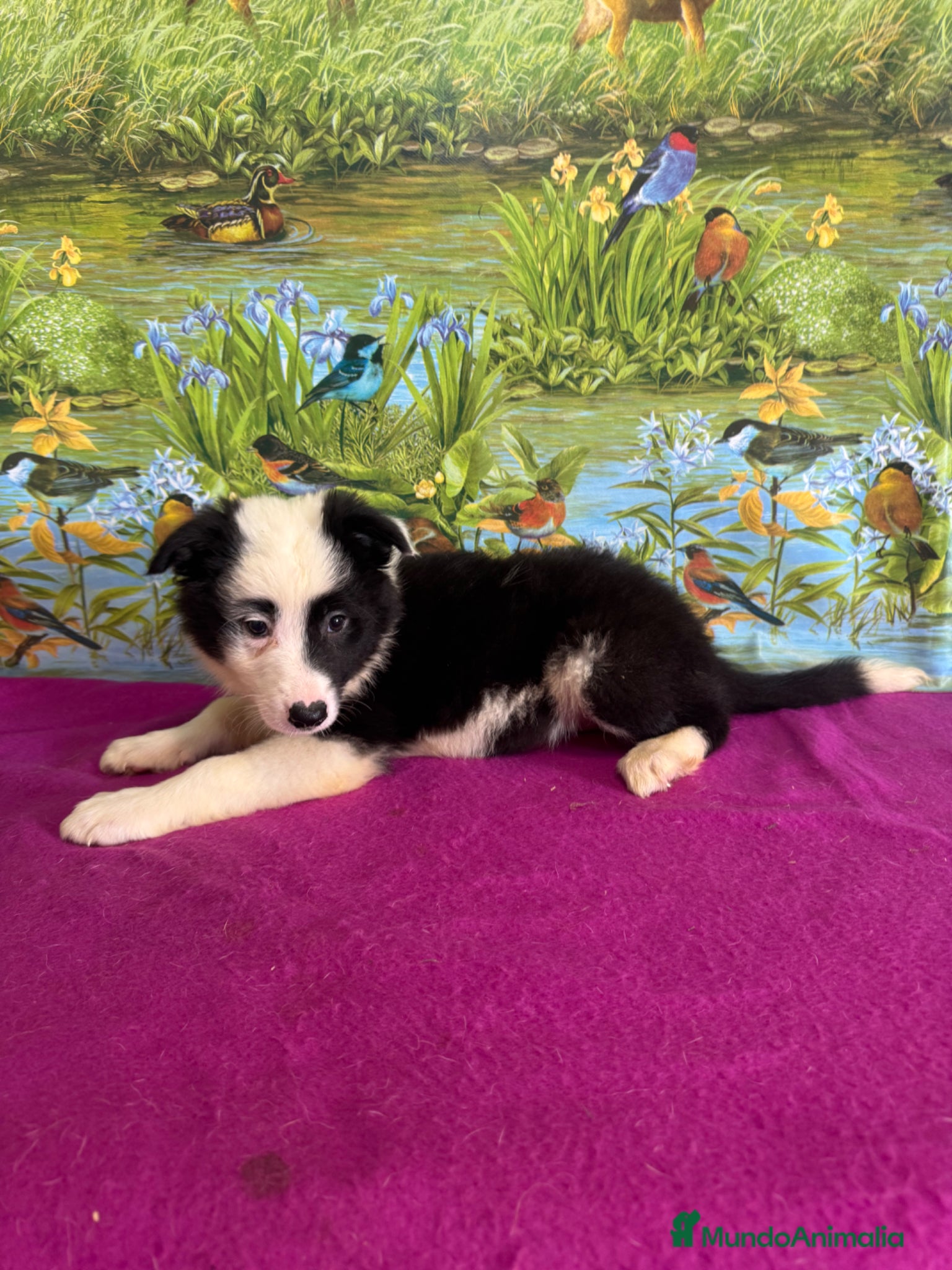 Border Collie perros Border collie  - Anuncio 5