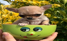 Chihuahua perros en venta: Chihuahua Microtoy  - Imagen 2