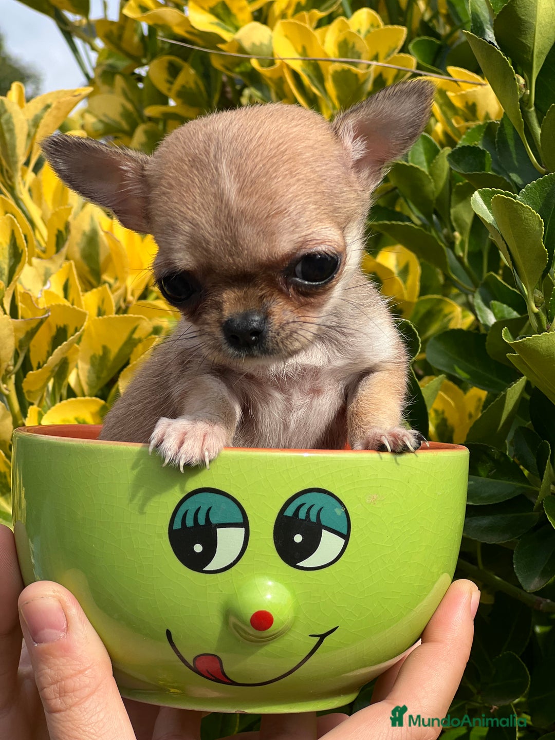 Chihuahua perros en venta: Chihuahua Microtoy  - Imagen 2