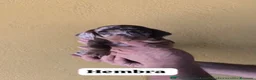 Teckel perros en venta: Teckel hembra - Anuncio 2
