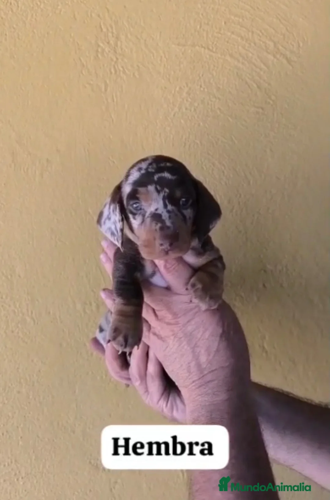 Teckel perros en venta: Teckel hembra - Anuncio 2