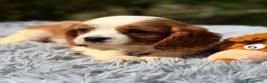 Cavalier King Charles Spaniel Cachorro 1