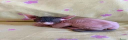 Sphynx gatos en venta: SPHYNX GATITOS - Anuncio 1