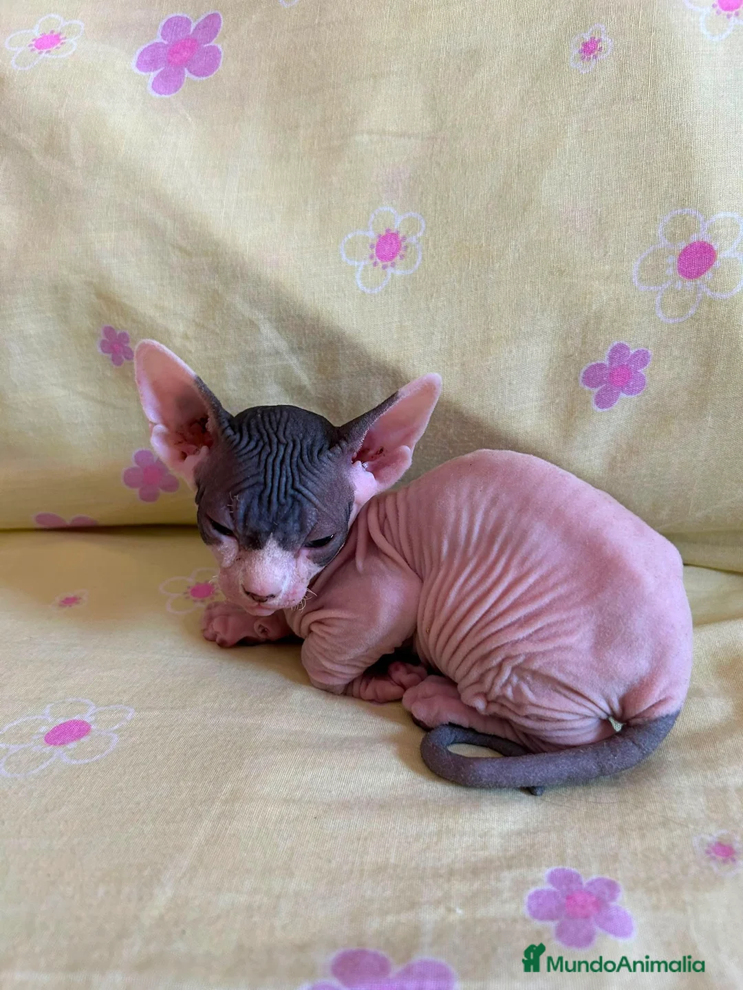 Sphynx gatos en venta: SPHYNX GATITOS - Anuncio 1