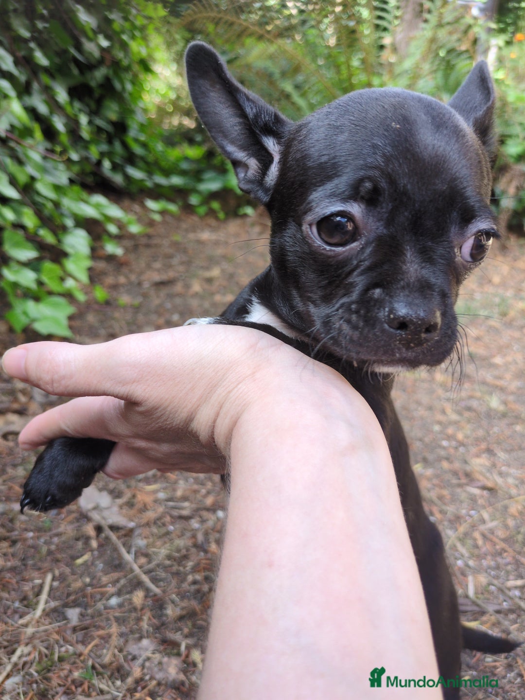 Chihuahua perros en venta: Chihuahua macho cabeza de manzana - Imagen 3