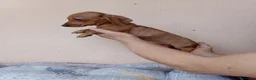 Teckel Miniatura perros en venta: Teckel canichen - Anuncio 5