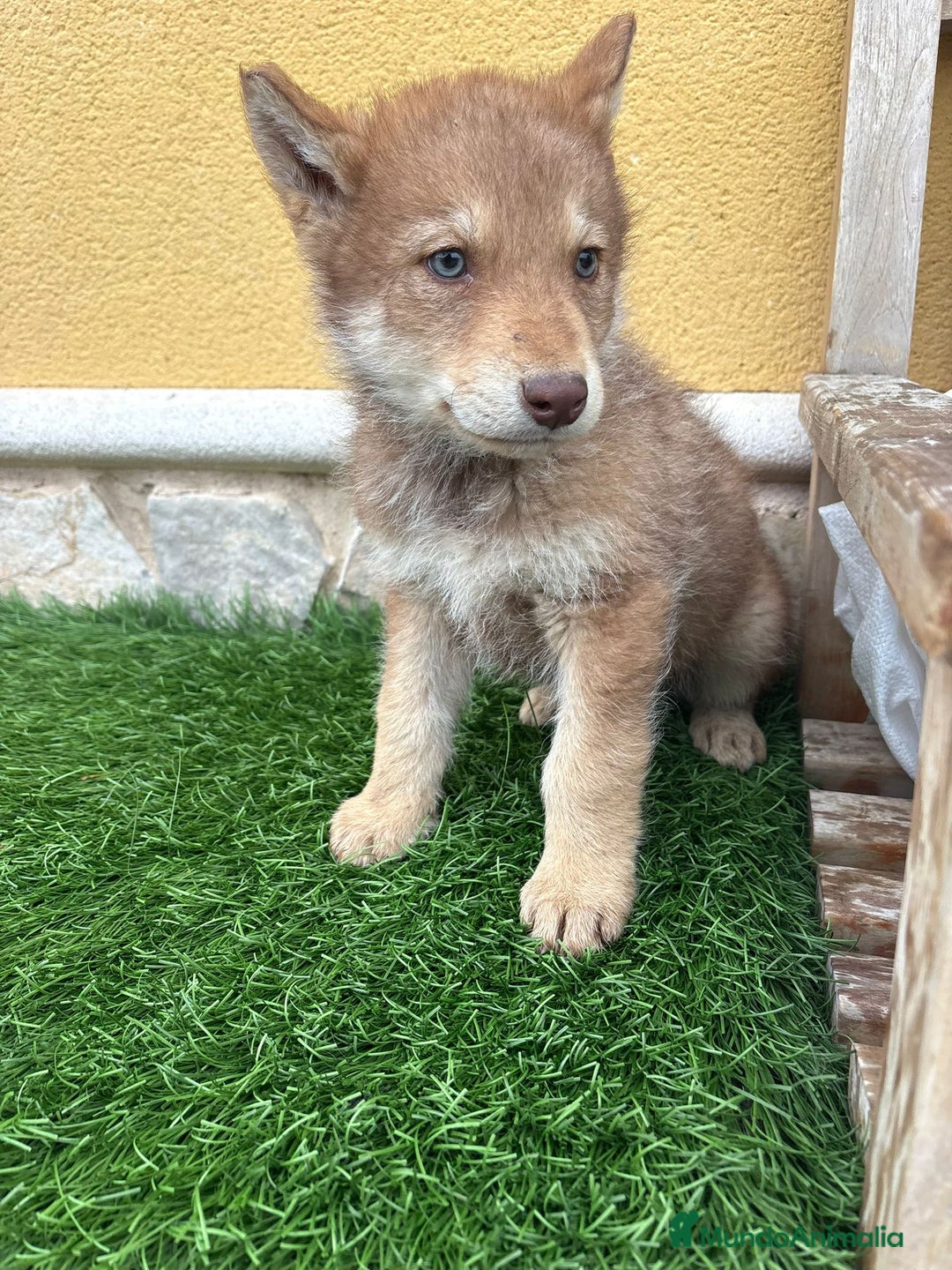 Perro Lobo de Saarloos perros en venta: Perro Lobo Iberico macho rojo  - Anuncio 2