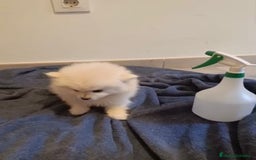 Pomerania perros en venta: Lulu pomerania toy osito - Imagen 4