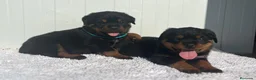 Rottweiler perros en venta:  Rottweiler  en Sevilla - Anuncio 17