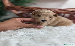 Maltipoo perros en venta: MALTIPOO HEMBRA - Imagen 14