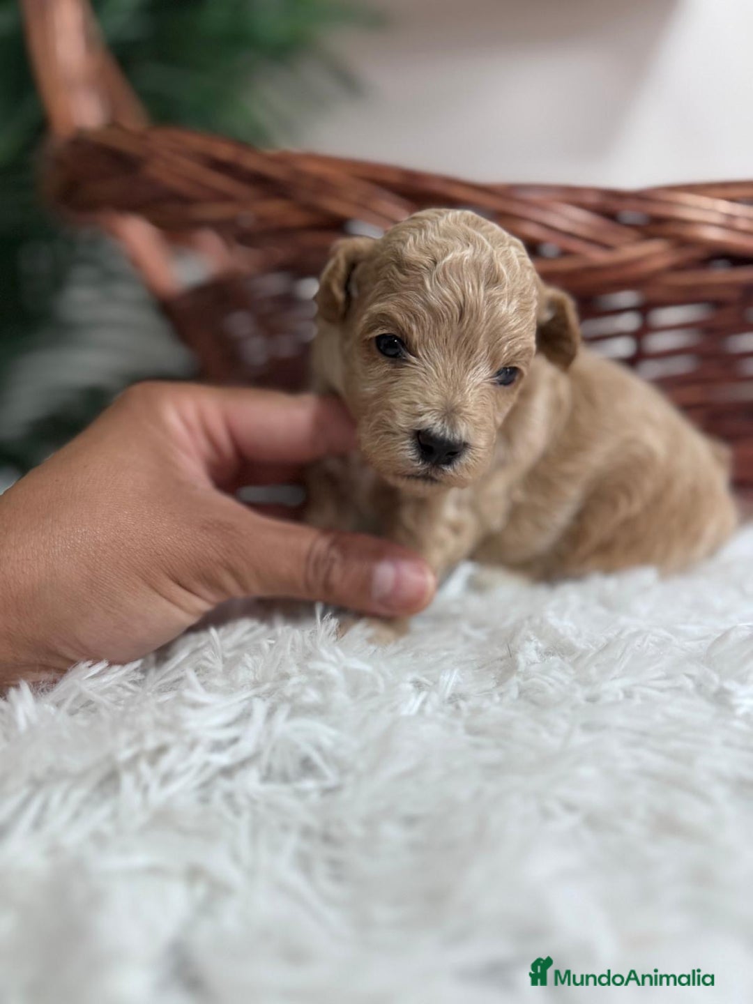 Maltipoo perros en venta: MALTIPOO HEMBRA - Imagen 14