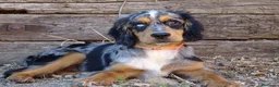 Cocker Spaniel Inglés perros en venta: Cocker merle  - Anuncio 3