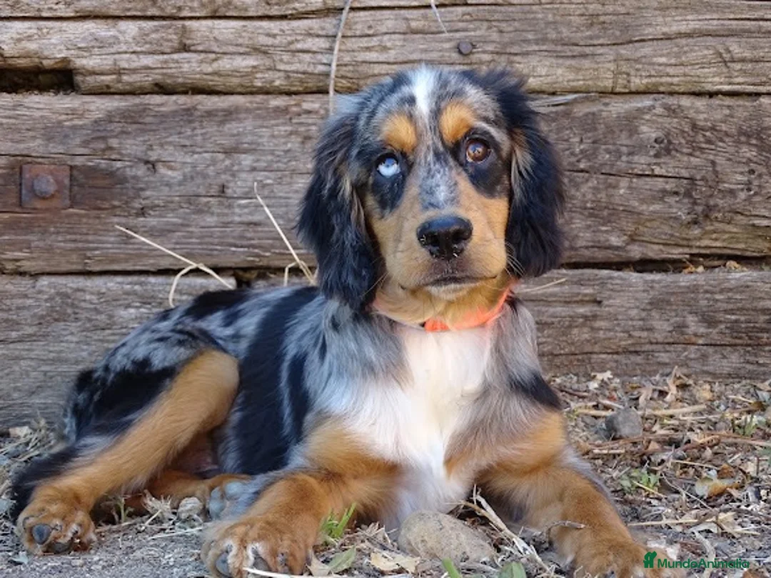 Cocker Spaniel Inglés perros en venta: Cocker merle  - Anuncio 3
