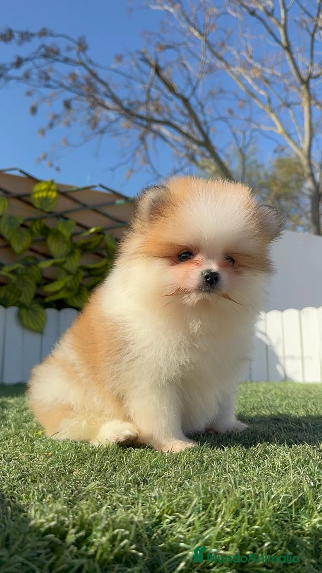 Pomerania perros en venta: POMERANIA MACHO - Anuncio 9