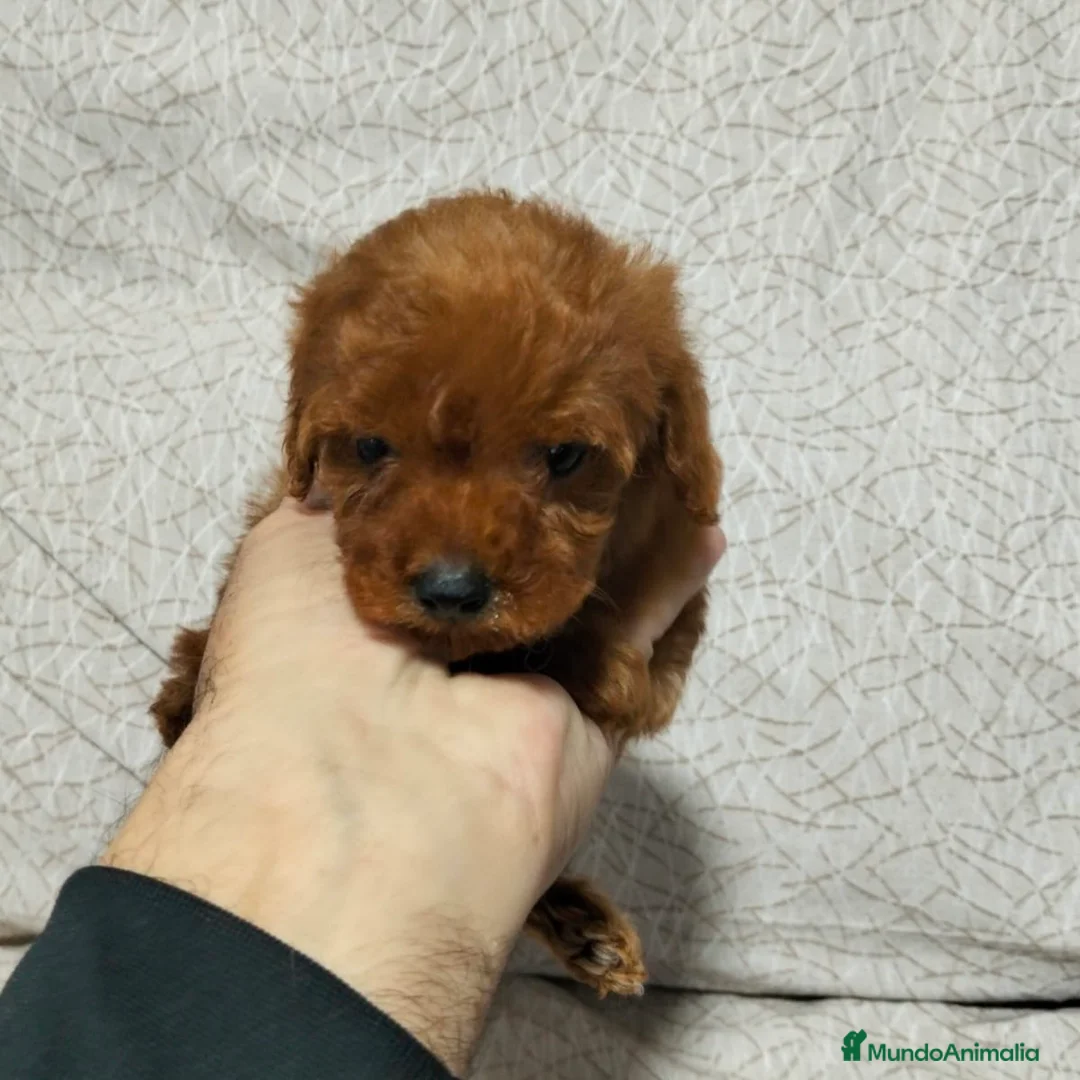 Caniche Toy perros en venta: Caniche Rojo  - Anuncio 2