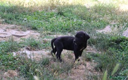 Dogo Alemán perros en venta: Dogo alemán/ gran danés  - Imagen 15