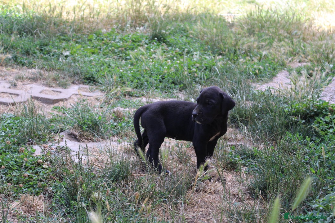 Dogo Alemán perros en venta: Dogo alemán/ gran danés  - Imagen 15