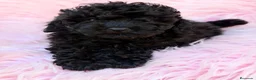 Caniche Toy perros en venta: CANICHE TOY NEGRO Y CREMA - Anuncio 2