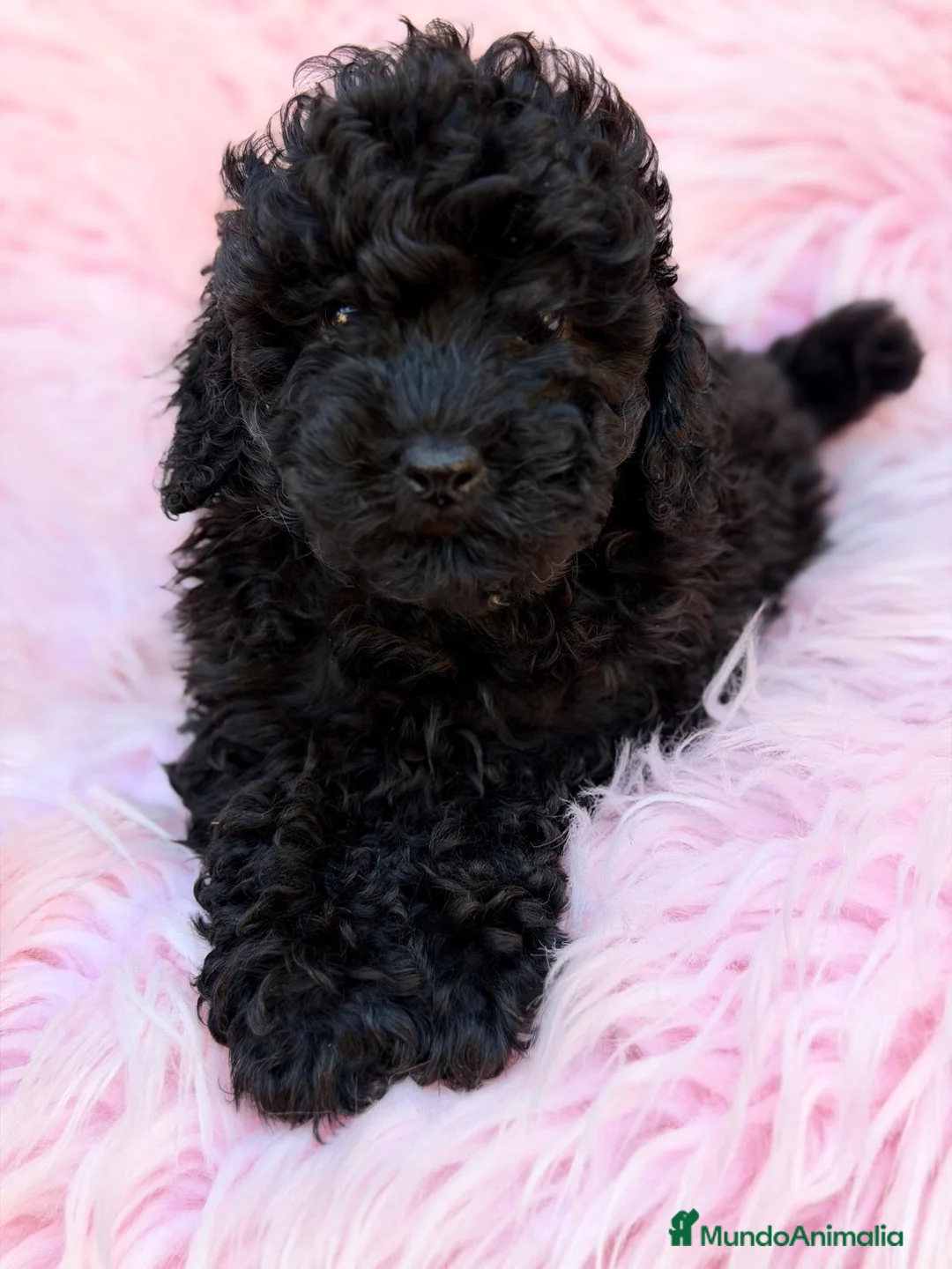 Caniche Toy perros en venta: CANICHE TOY NEGRO Y CREMA - Anuncio 2