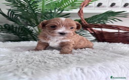 Maltipoo perros en venta: MALTIPOO - Imagen 6