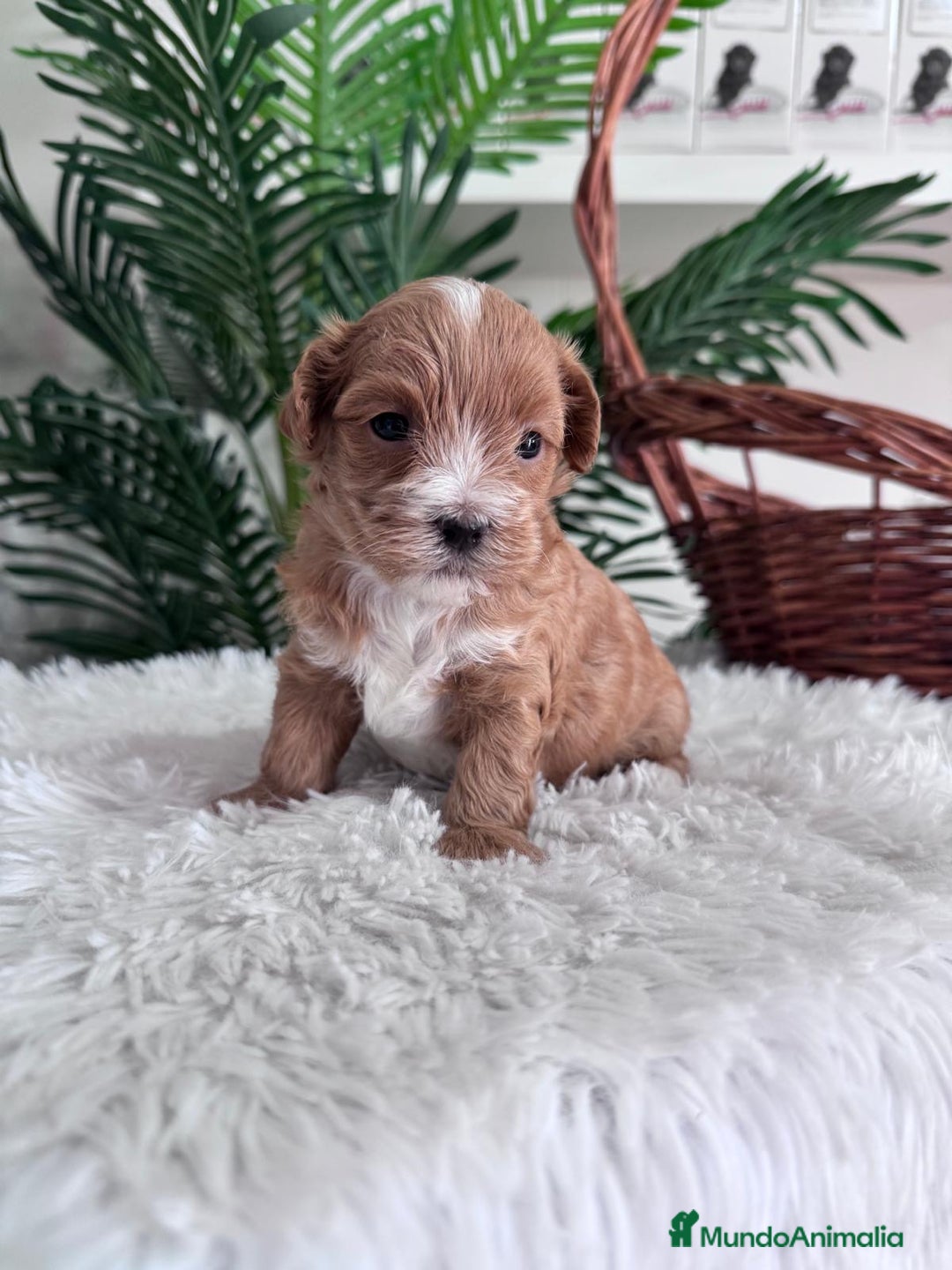 Maltipoo perros en venta: MALTIPOO - Imagen 6