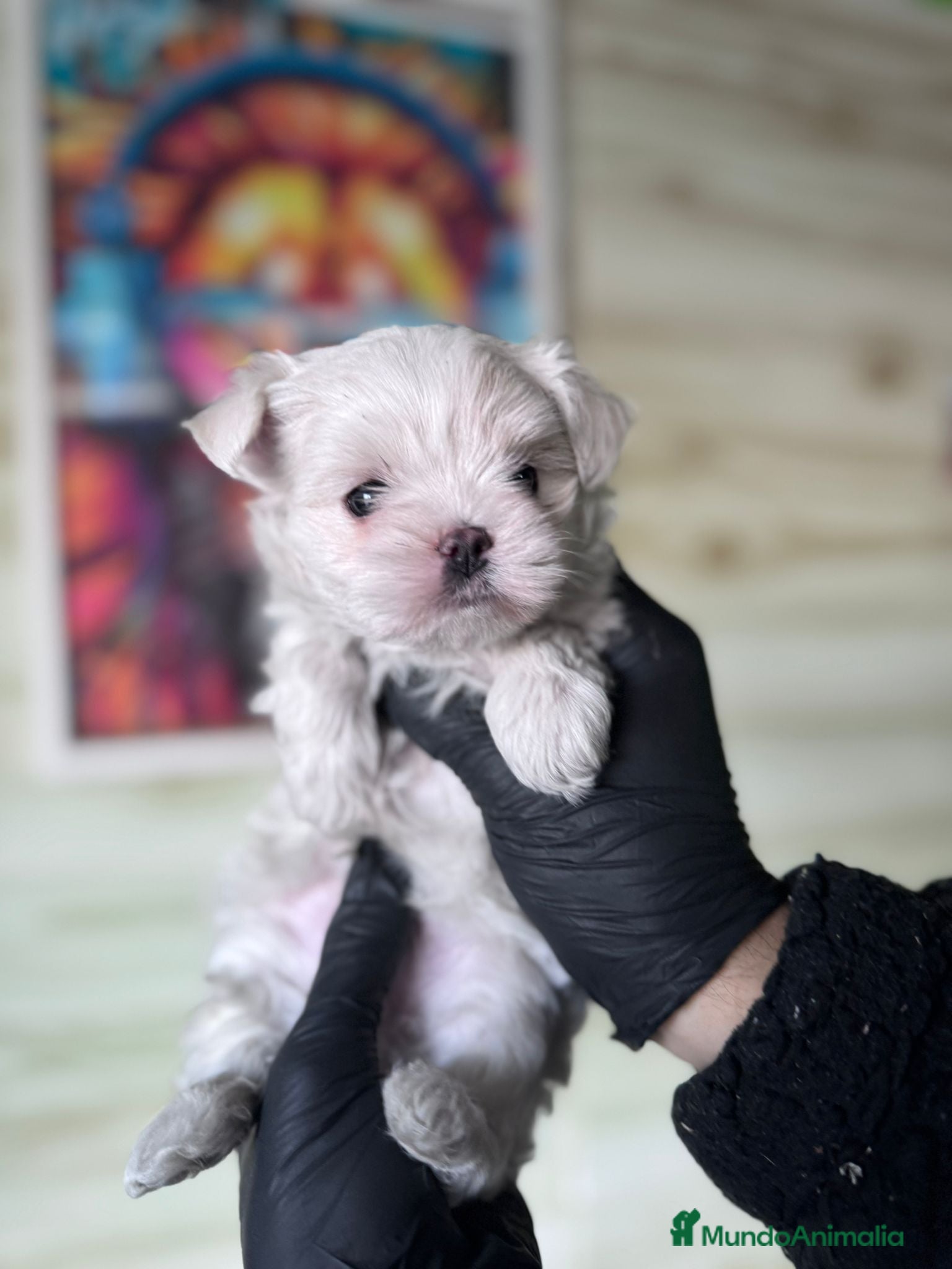 Bichón Maltés perros BICHON MALTÉS ///// MADRID  - Anuncio 2