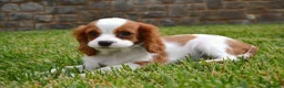 Cavalier King Charles Spaniel perros en venta: Cavalier  - Anuncio 3