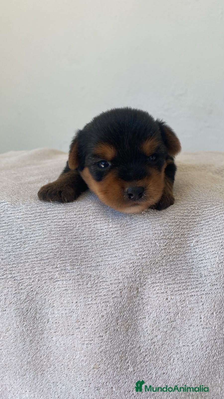 Yorkshire Terrier perros Yorkshire macho disponible 🐶🐾 - Anuncio 2