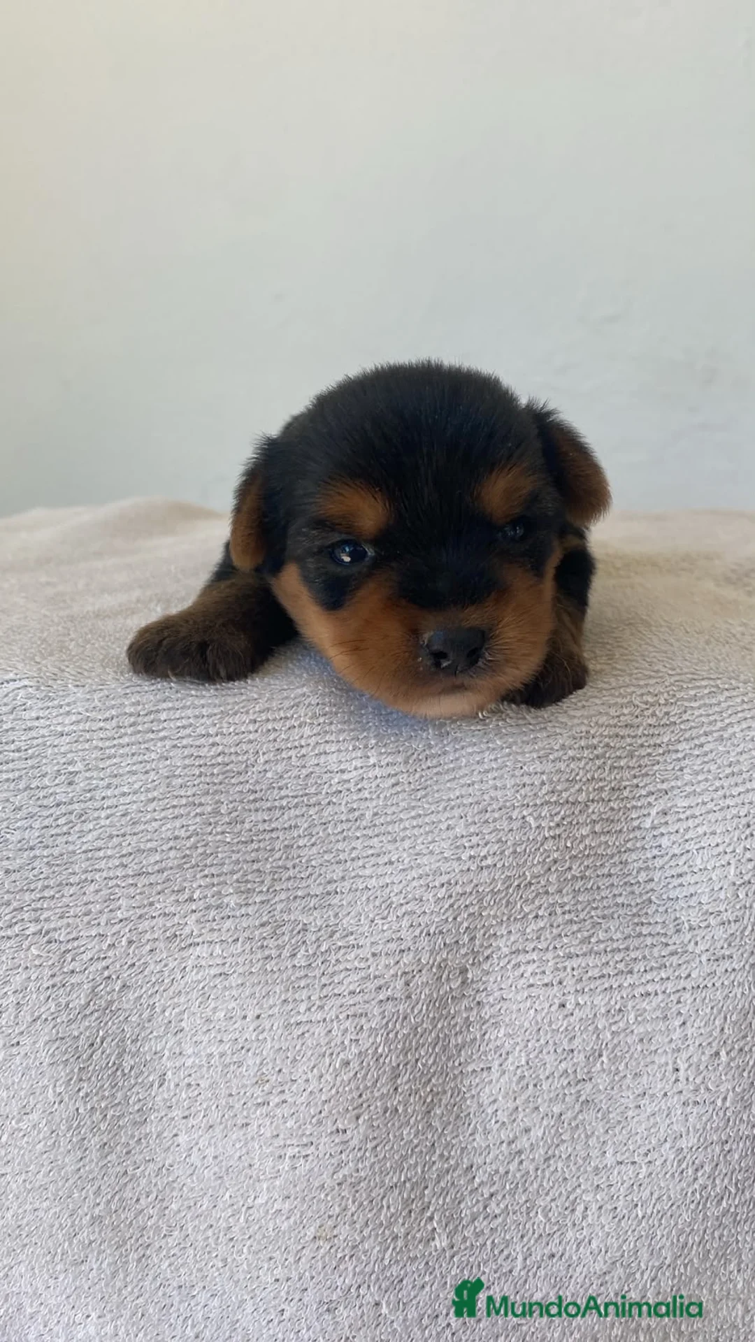 Yorkshire Terrier perros en venta: Yorkshire macho disponible 🐶🐾 - Anuncio 1