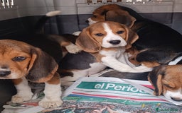Beagle perros en venta: Cachorros de Beagle  - Imagen 3