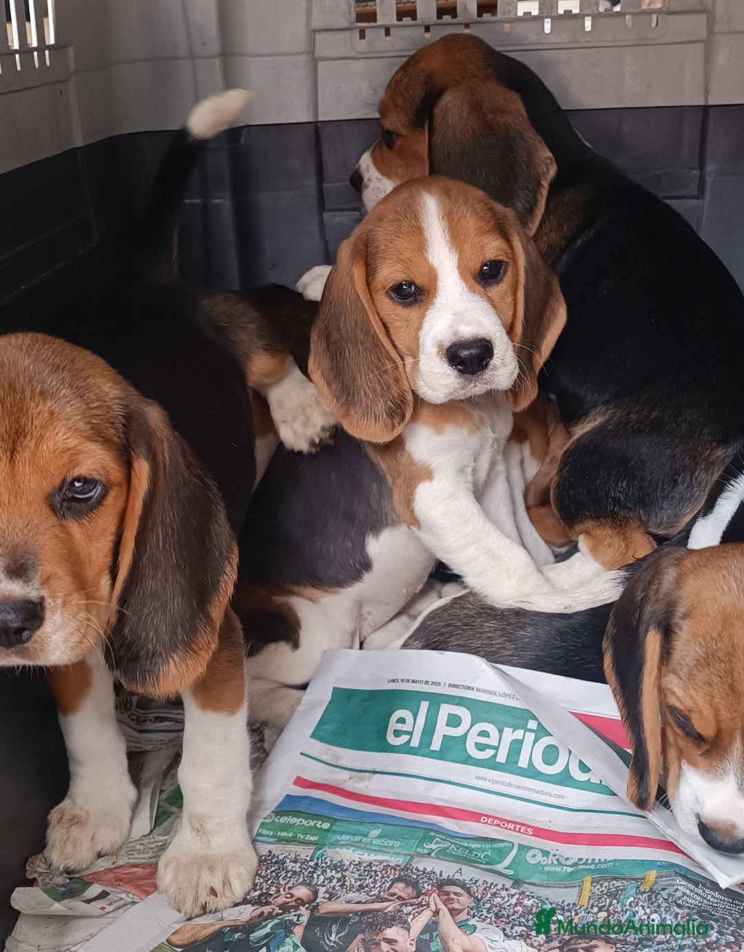 Beagle perros en venta: Cachorros de Beagle  - Imagen 3